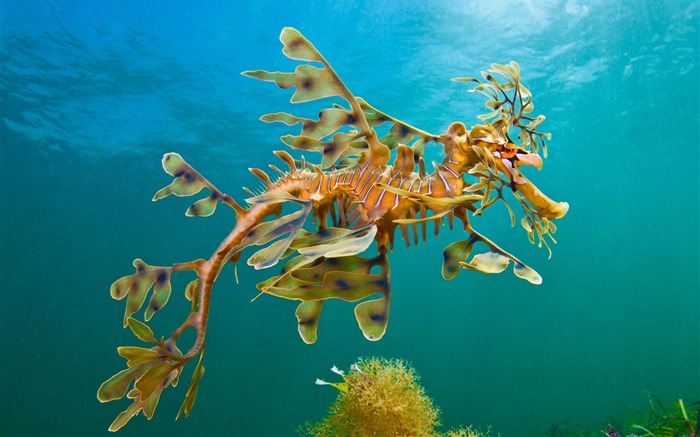 Australiana, baía de lã, dragão marinho, 2018, Bing Visualizações:10682