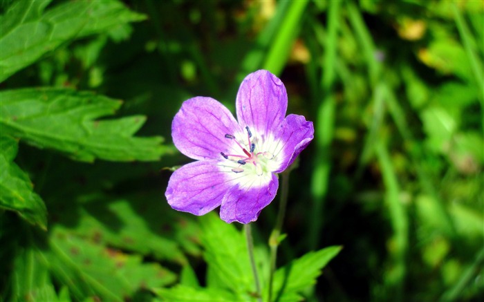 Blue geranium wildflower closeup Views:6748 Date:2018/2/13 7:45:07