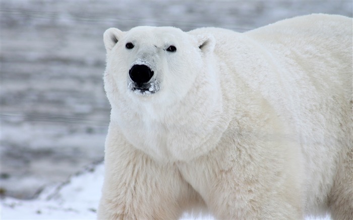 Froid, hiver, blanc, ours polaire, fourrager Vues:7327