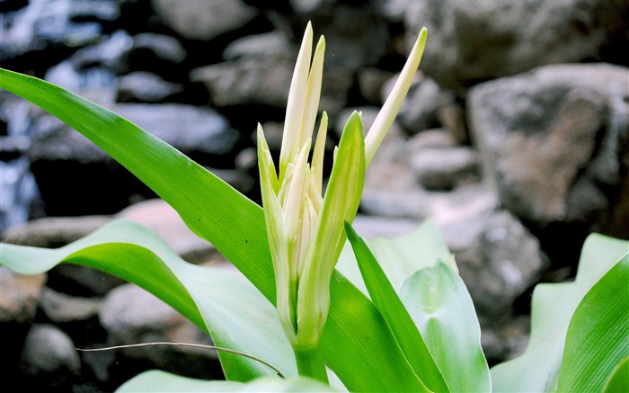 Daffodil green plant closeup Views:6634 Date:2018/2/13 7:36:38