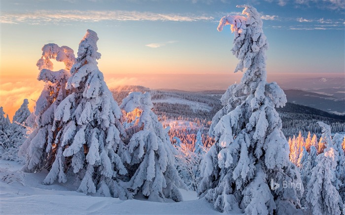 Alemanha, Baviera, Inverno, Floresta, Manhã, 2018, Bing Visualizações:7527