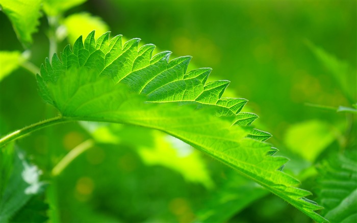 Green leaf plant sunshine closeup Views:7124 Date:2018/2/2 9:08:11