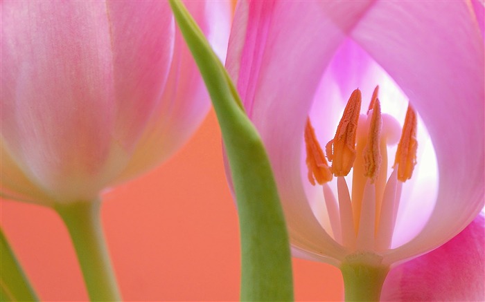 Pink tulip macro close-up Views:6636 Date:2018/2/13 7:39:34