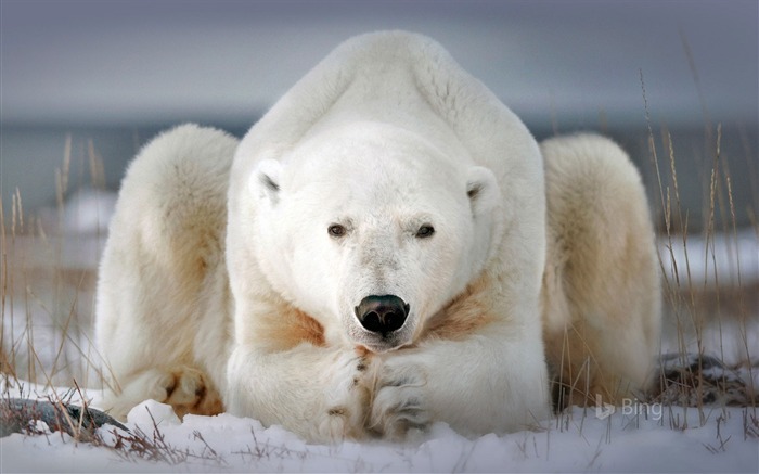 Urso polar, Churchill, Manitoba, Canadá, 2018, Bing Visualizações:8860