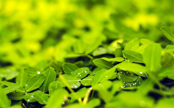 Spring fresh green leaves water droplets Views:7468 Date:2018/2/13 7:24:07