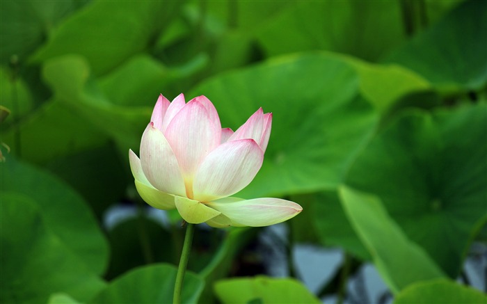 Summer blooming pink lotus green leaf Views:6630 Date:2018/2/18 3:57:21