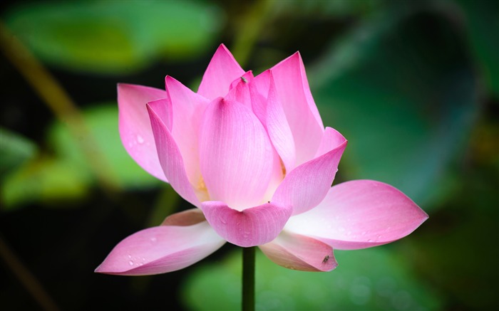 Summer pretty pink lotus close-up Views:7544 Date:2018/2/13 7:30:47