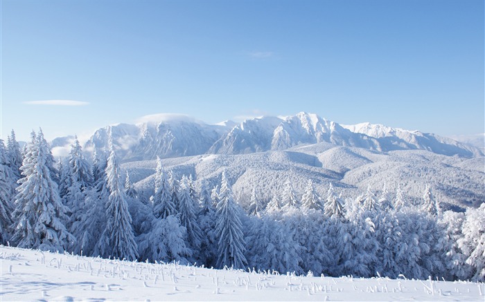 Inverno, floresta, nevado, pinheiros, paisagem Visualizações:14895