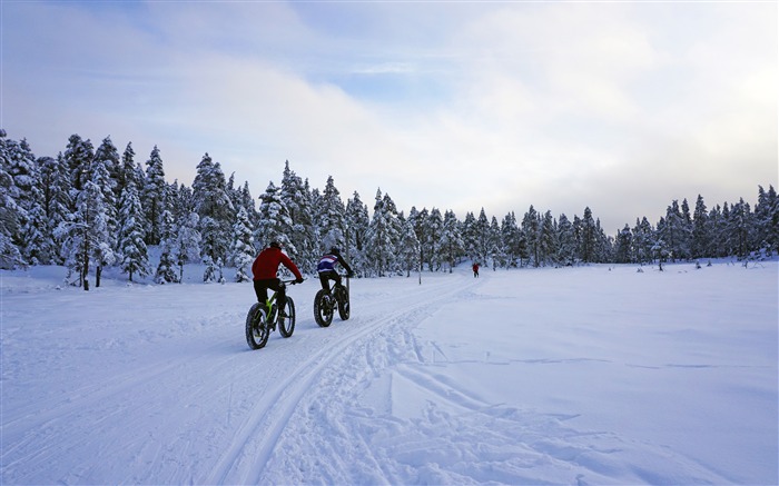 Inverno, floresta, neve, ciclismo, exercício Visualizações:7778