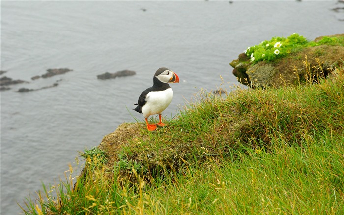 islandia, mar, acantilado, fauna, ave marina Vistas:7097