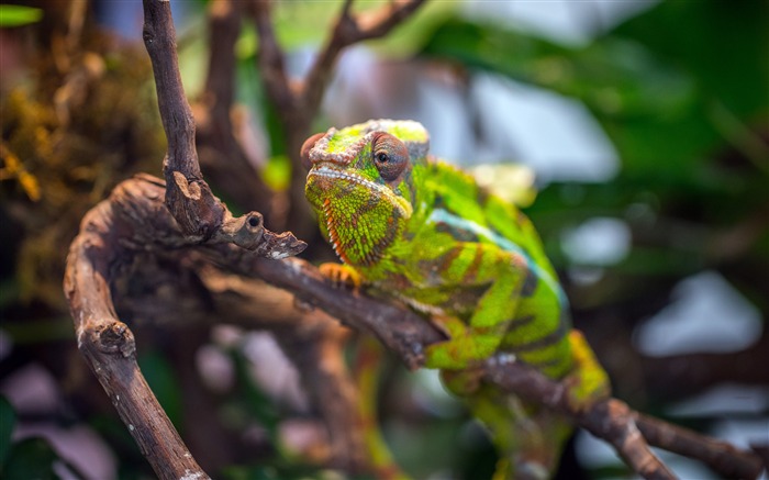 Animal camouflage chameleon closeup Views:11507 Date:2018/3/24 6:40:04