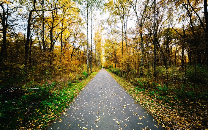 Autumn Jungle Golden Deciduous Trail Views:10810 Date:2018/3/8 7:02:35