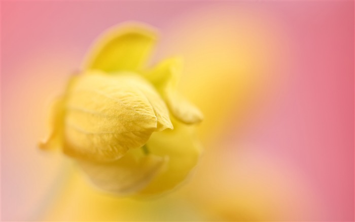 Bloom yellow flower pink bokeh Views:7001 Date:2018/3/1 8:08:29