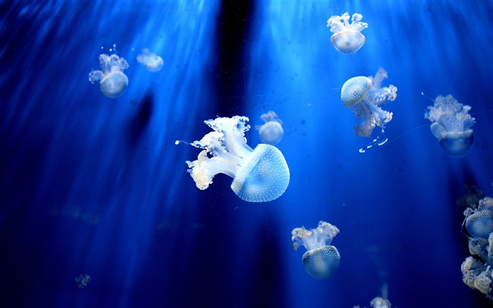 Azul, océano, bajo el agua, medusas Vistas:14501