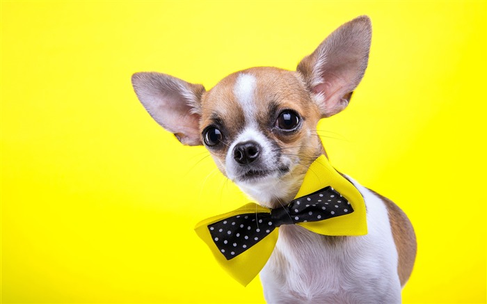 Cute chihuahua dog yellow background Views:15792 Date:2018/3/24 6:18:56