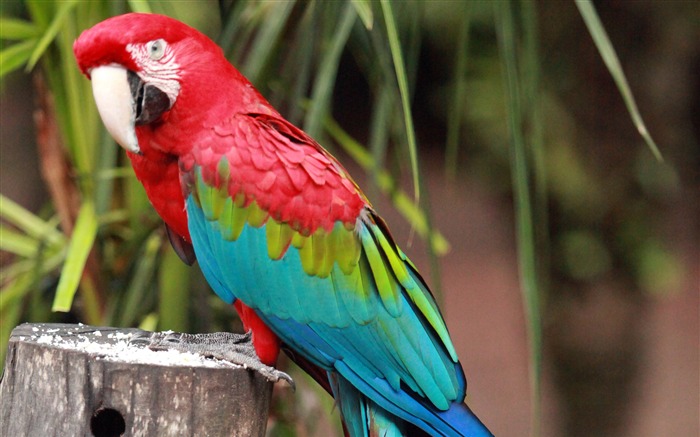 Cute exotic macaw parrot bird Views:14184 Date:2018/3/24 6:25:41