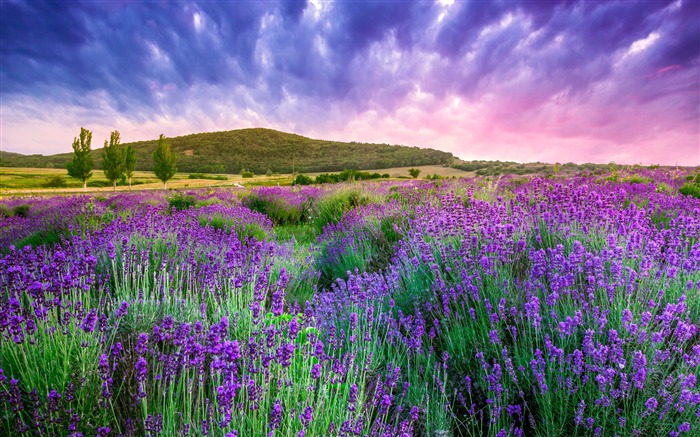 França, provence, lavanda, montanha, céu Visualizações:16943