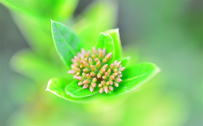 Folha fresca, verde, macro, close-up Visualizações:7487