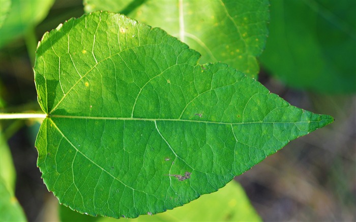 Frais, vert, feuille, plante, gros plan Vues:7750