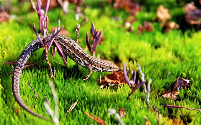 Campo grama, réptil, lagarto, close-up Visualizações:7234