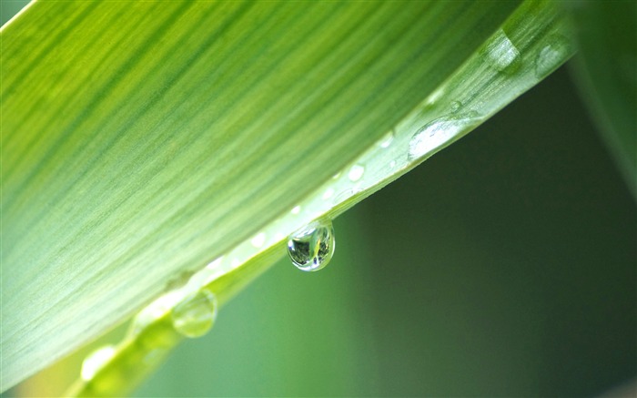 Vert, herbe, eau, rosée, arrière-plan Vues:8006