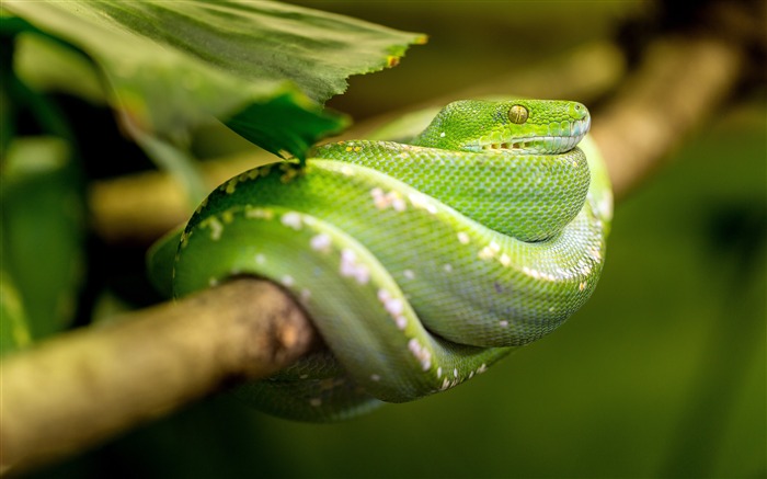 Jungle twig green snake close-up Views:12519 Date:2018/3/24 6:32:18