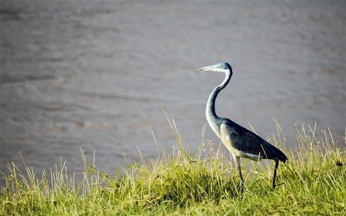 湖岸、草、鳥、クローズアップ ブラウズ:10836