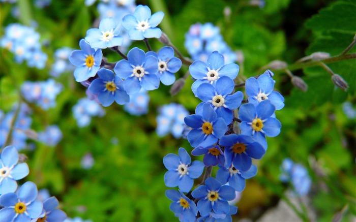 Extérieur, bleu, fleurs sauvages, plantes, closeup Vues:8753