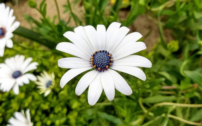 Extérieur, printemps, prairie, chrysanthème sauvage Vues:8101