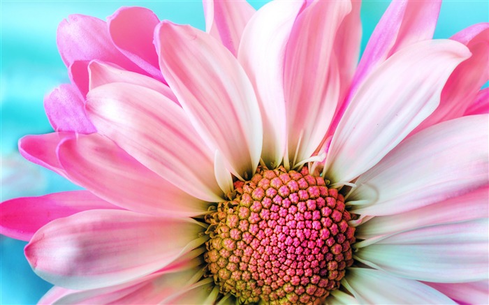 Rose, Chrysanthème, Fleur, Macro, 4K, HD Vues:9488