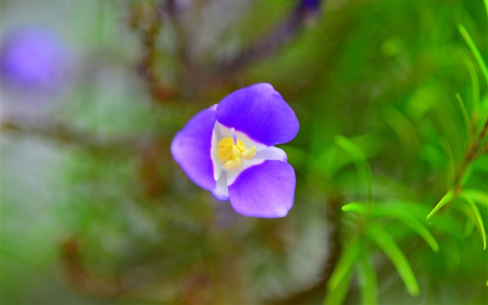 紫色，鲜花，宏，特写，高清 浏览:7553