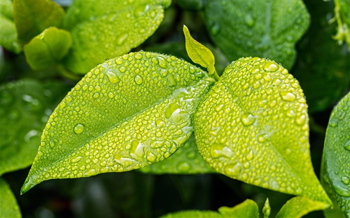 Saison des pluies, frais, feuilles, gouttelettes d'eau Vues:10201