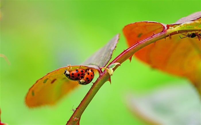 Rouge, feuilles, vert, fond, insecte, photo Vues:6465