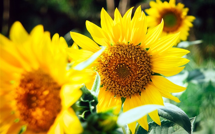 2018年3月、開花する花、植物、写真 ブラウズ:20457