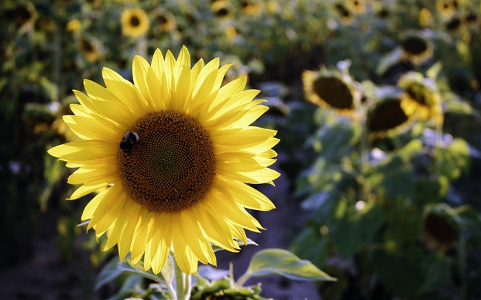 Fevereiro 2018, Flores, Plantas, Foto Visualizações:17777