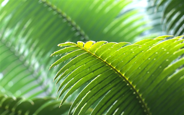 Tropical, vert, palmier, feuilles, gros plan Vues:8937