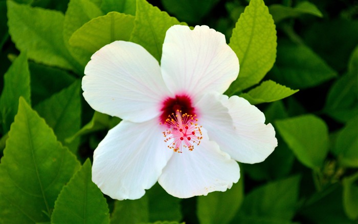 Blanc, fleur, pétale, plante, jardin Vues:9319