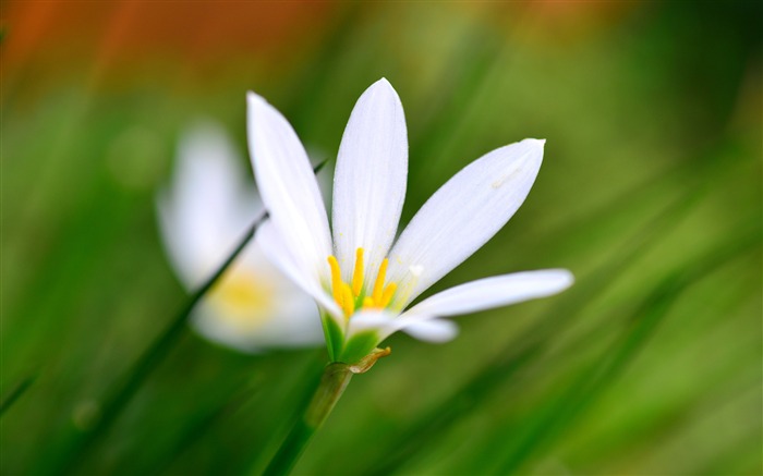 白色，蘭花花，綠色，背景，特寫鏡頭 查看次數:6892