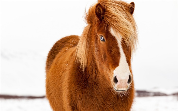 Winter icelandic horse animal world Views:11456 Date:2018/3/24 6:28:22