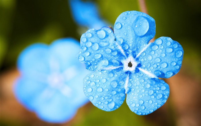  43/5000 蓝色，鲜花，花瓣，水滴，4k，特写镜头 浏览:16925