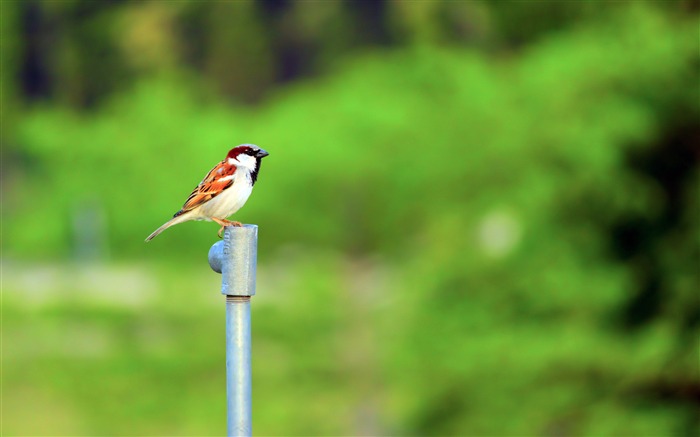 Al aire libre, selva, gorrión, animal, primer plano Vistas:7706