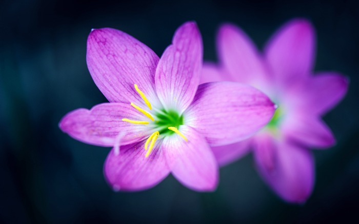 Rose, Orchidée, Closeup, Bokeh, Ultra HD 4K Vues:10559