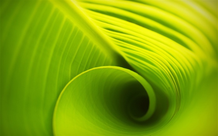 Spirale, vert, feuilles, lumière du soleil, gros plan Vues:7955