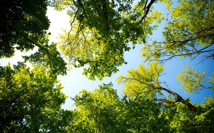 Primavera, verde, floresta, sol, natureza Visualizações:16147