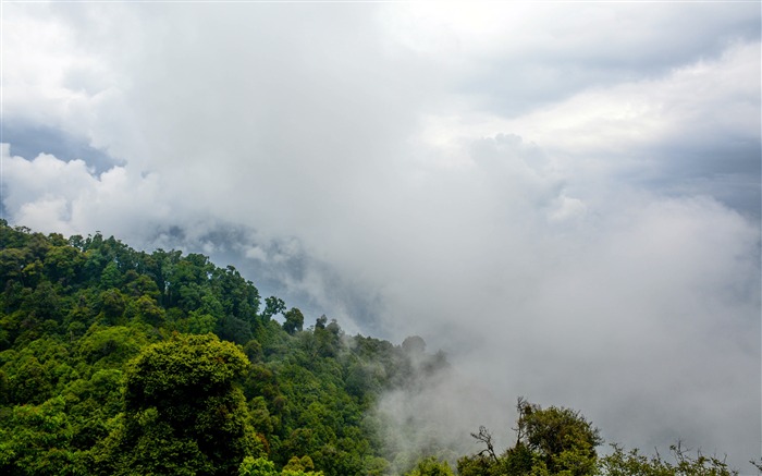 Tropical, pluie, forêt, brume, nuages blancs Vues:13704