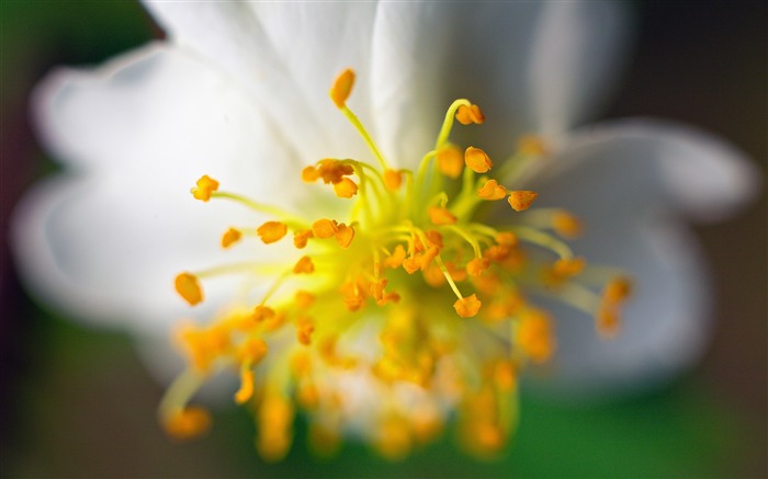 Blanco, flor, flor de lirio, amarillo, estambre Vistas:8477