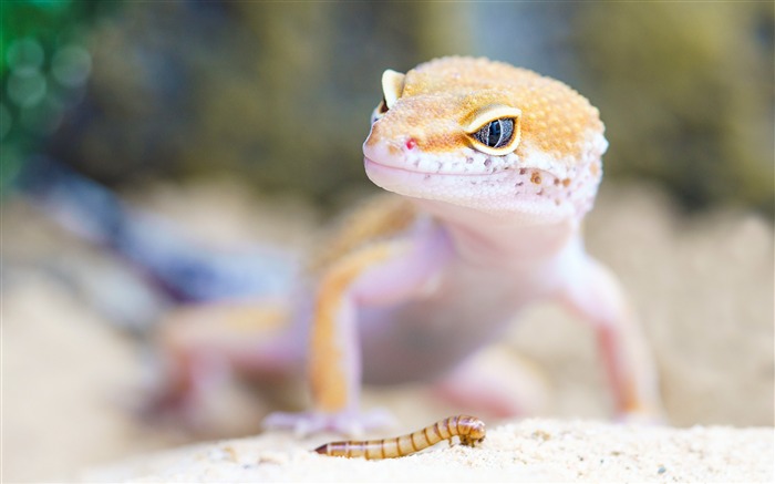 Blanc, sauvage, reptile, gecko, closeup Vues:11823