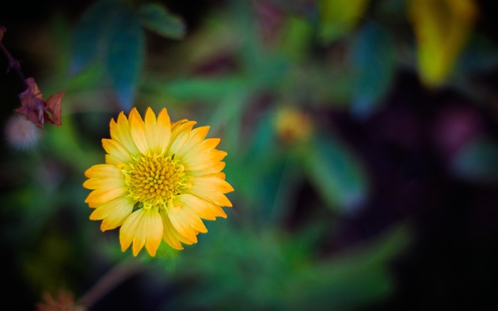 Crisantemo amarillo, florecido, salvaje, bokeh Vistas:7231