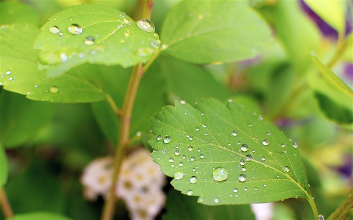 Brillant, frais, vert, feuilles, gouttes d'eau, gros plan Vues:6200