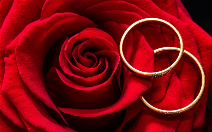 Romantic love wedding rings red rose Views:15713 Date:2018/5/21 8:33:41